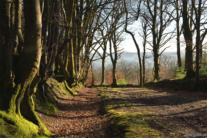 Blackdown Common, Devon