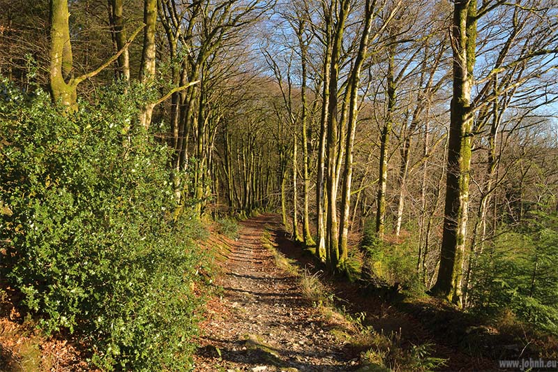 Blackdown Common, Devon