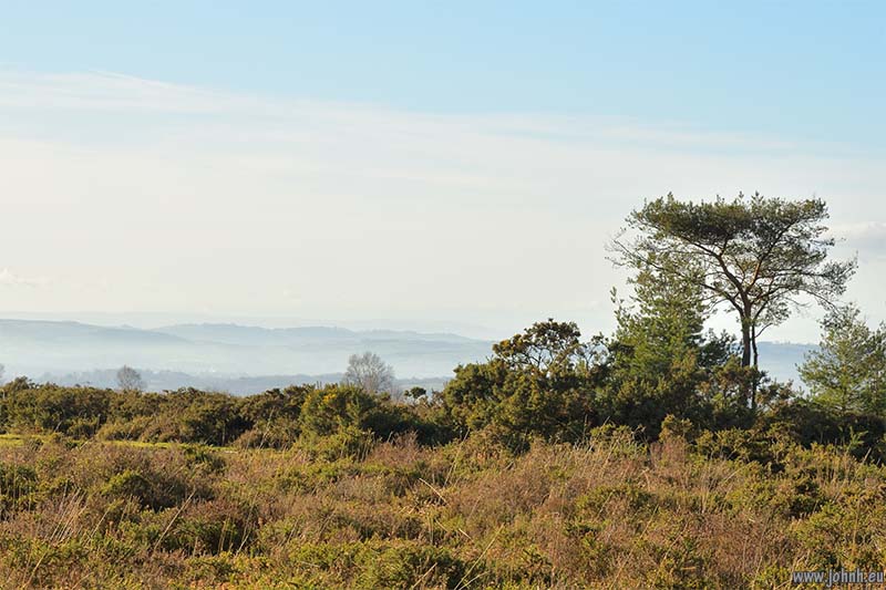 Blackdown Common, Devon