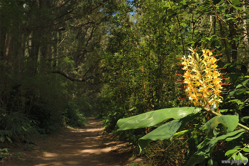 Tropical jungle hike GR R1, la Réunion