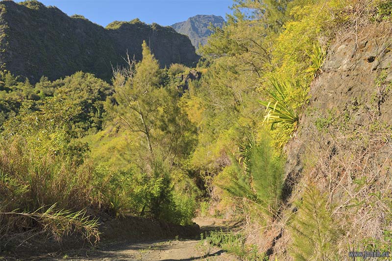 Tropical jungle hike GR R1, la Réunion