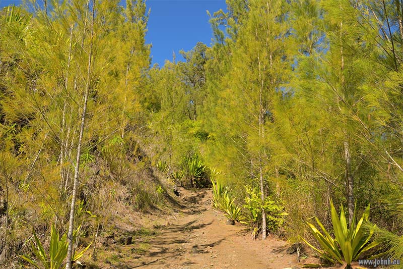 Tropical jungle hike GR R1, la Réunion