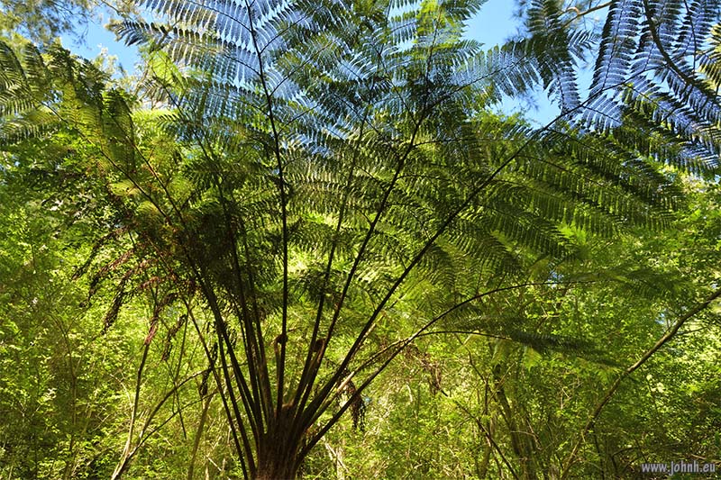 Tropical jungle hike GR R1, la Réunion