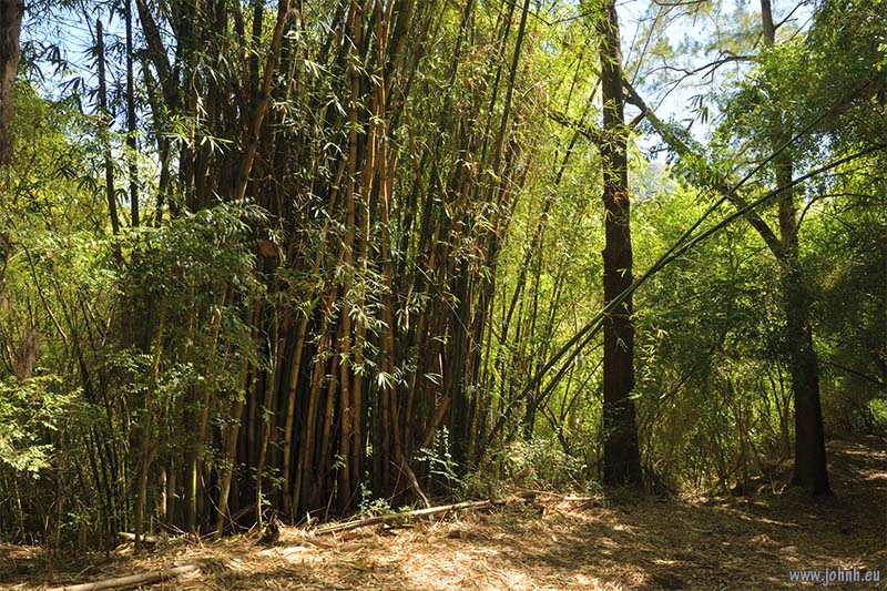 Tropical jungle hike GR R1, la Réunion