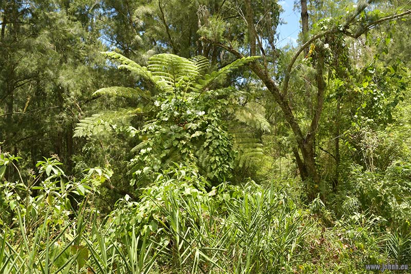 Tropical jungle hike GR R1, la Réunion