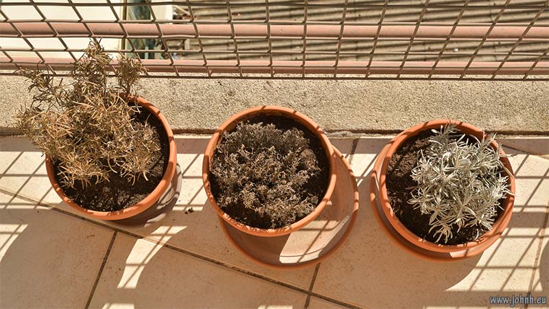 Marseille cactus garden