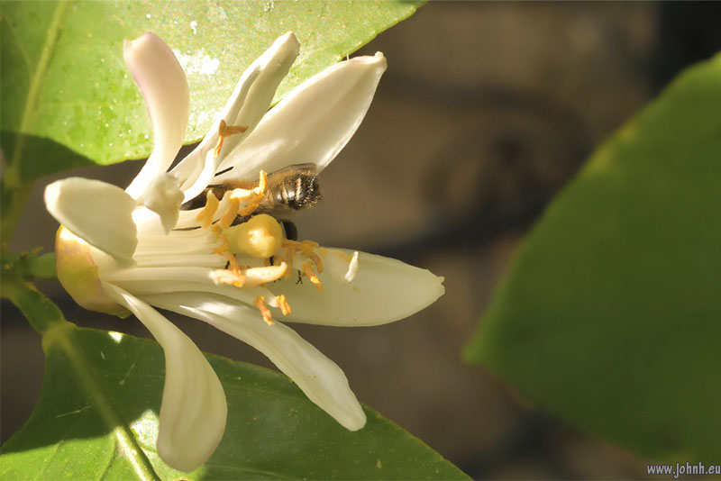 Red Mason Bee on my Lemon flowers 