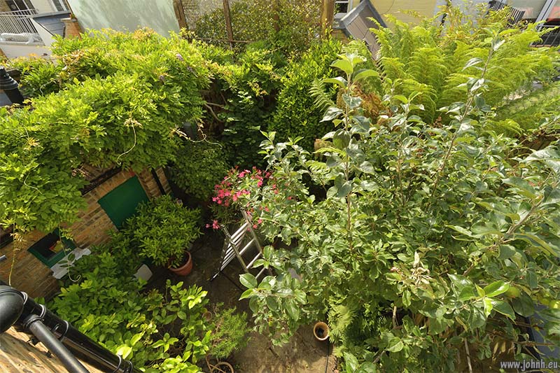 Spring growth in my London patio garden