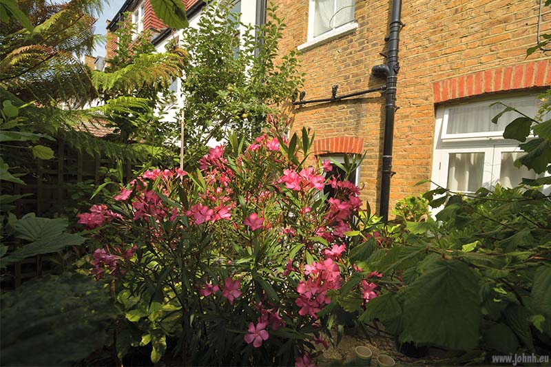Spring growth in my London patio garden