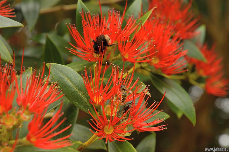Logan Botanic Garden, Galloway