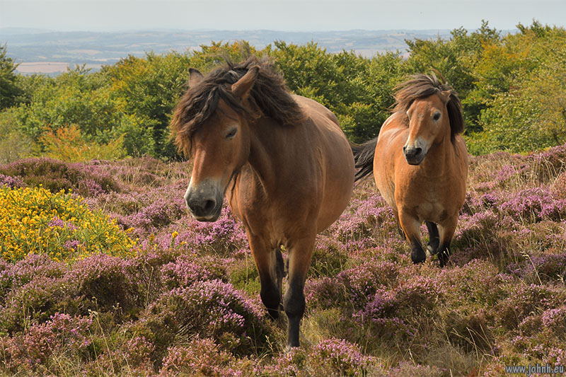 Ponies on the Quantock Hills