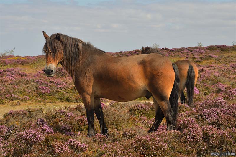 Ponies on the Quantock Hills