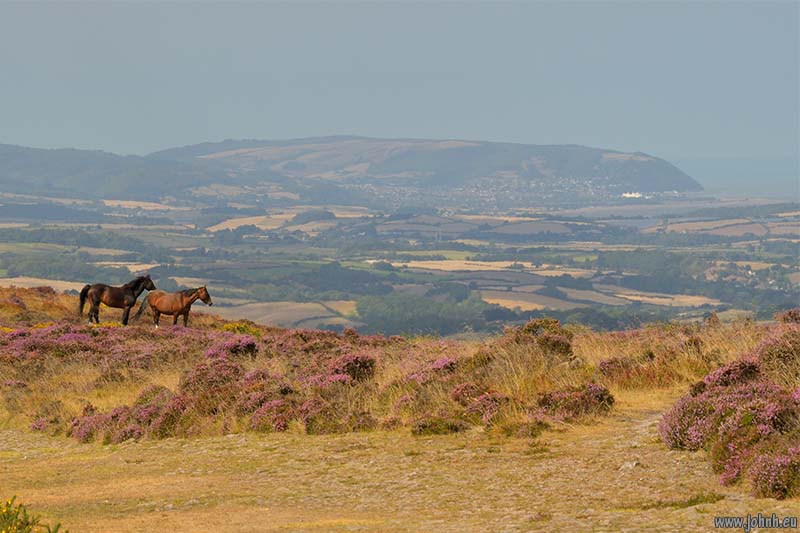 Ponies on the Quantock Hills
