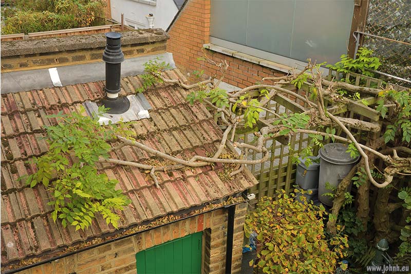 Pruning my patio citrus and Wisteria