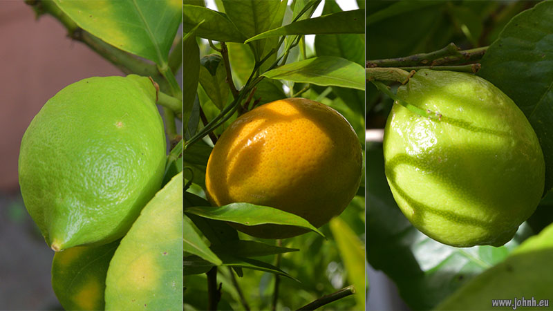 Pruning my patio citrus and Wisteria