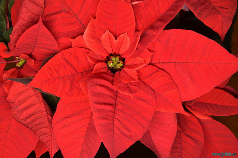 Poinsettia - Euphorbia pulcherrima