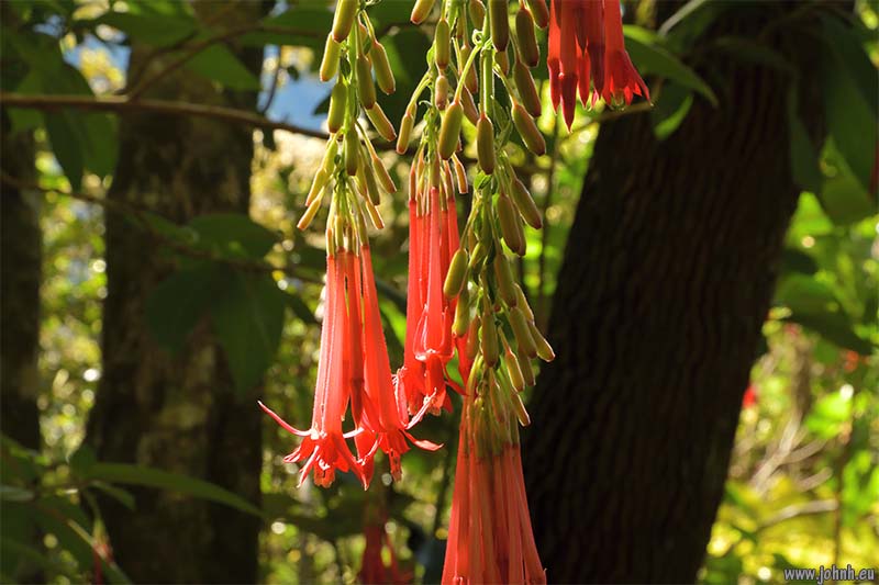 Hike from Cilaos, GR R1, Réunion Island