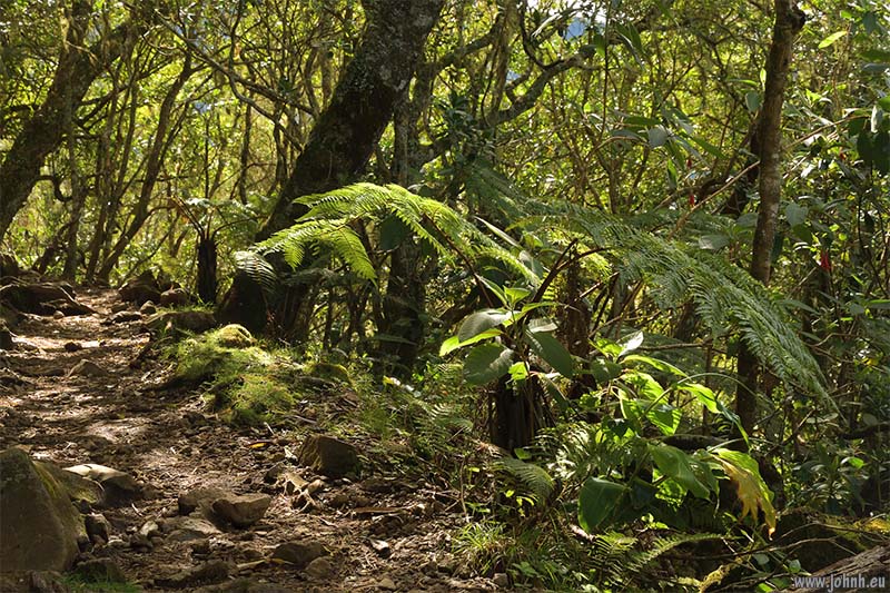 Hike from Cilaos, GR R1, Réunion Island