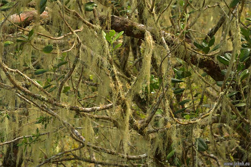 Hike from Cilaos, GR R1, Réunion Island