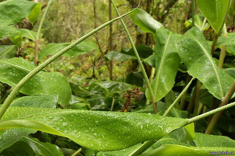Hike from Cilaos, GR R1, Réunion Island