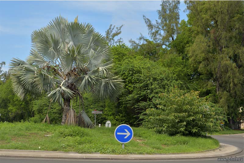 Flowering trees - Île de la Réunion