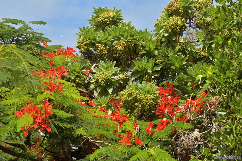 Flowering trees - Île de la Réunion