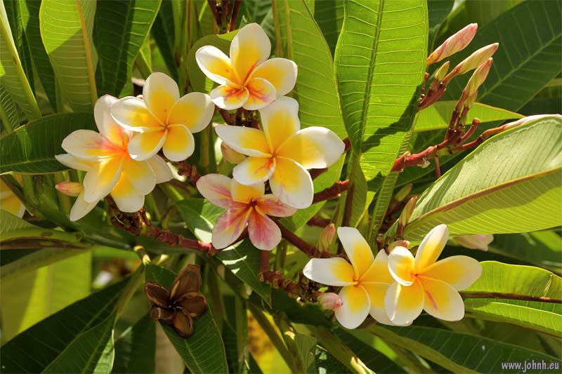 Flowering trees - Île de la Réunion