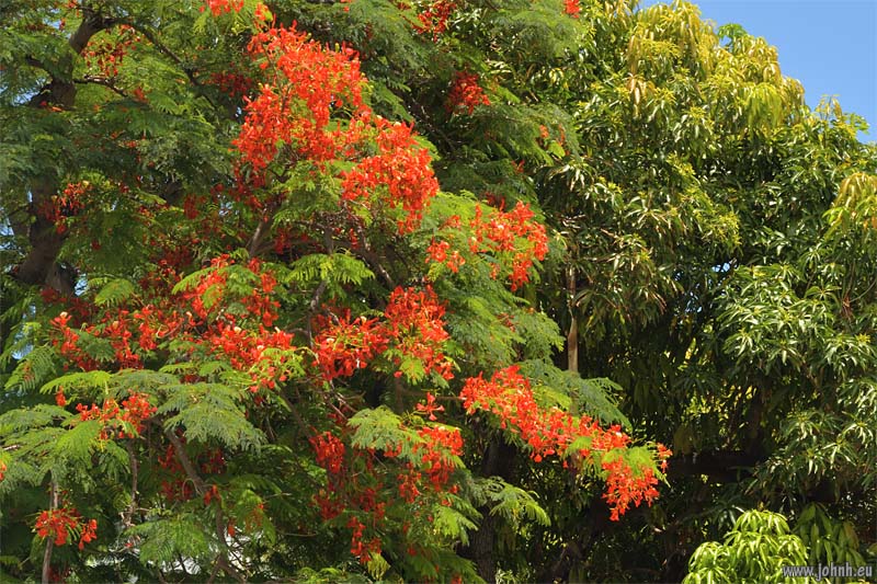 Flowering trees - Île de la Réunion