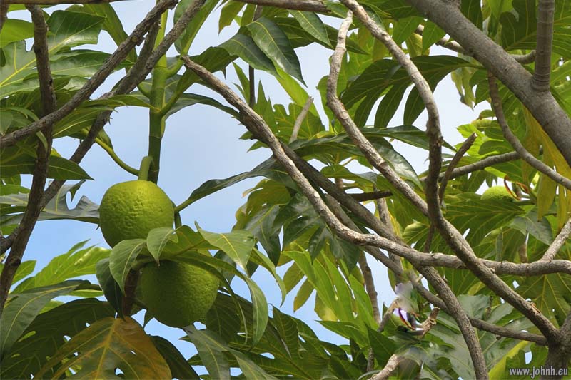 Flowering trees - Île de la Réunion