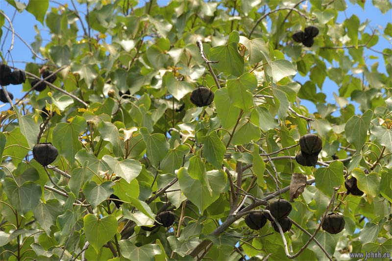 Flowering trees - Île de la Réunion