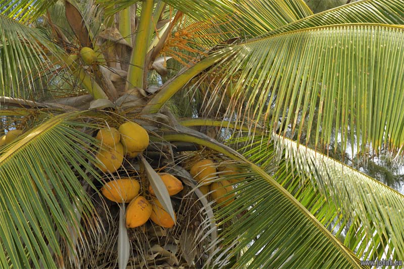 Flowering trees - Île de la Réunion