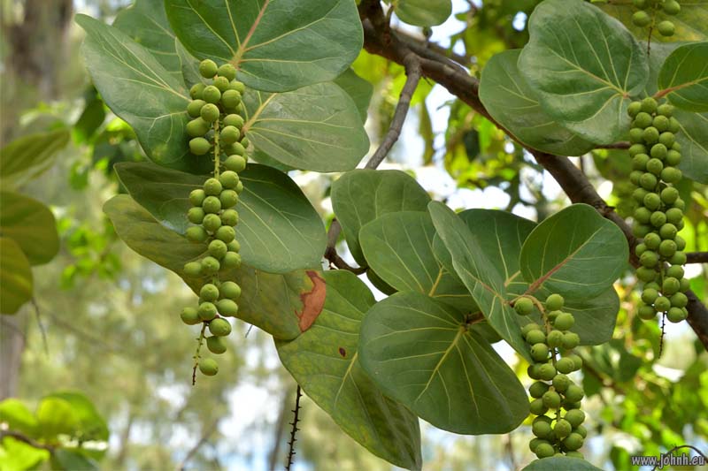 Flowering trees - Île de la Réunion