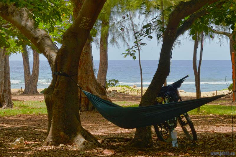 Flowering trees - Île de la Réunion
