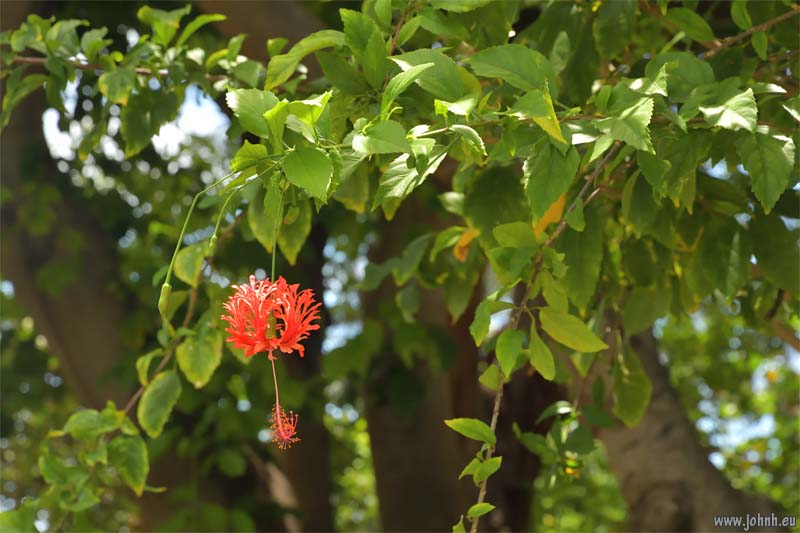 Flowering trees - Île de la Réunion