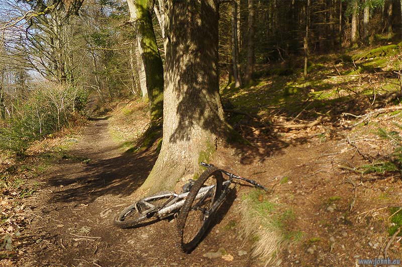 Dodd Wood, Lake District National Park