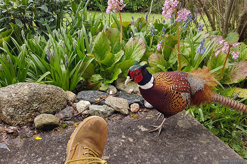 Pheasant in my Keswick garden