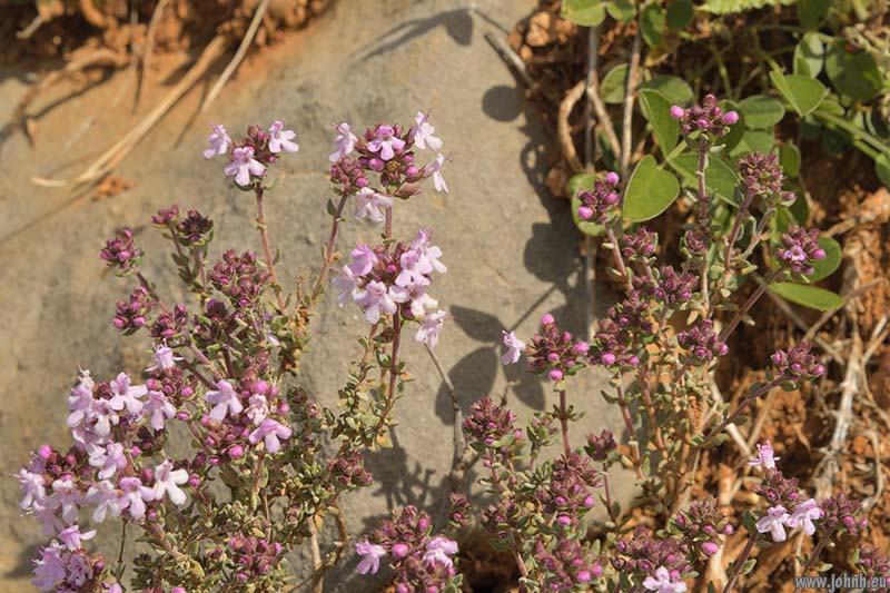 Mont Carpano, GR 51-52