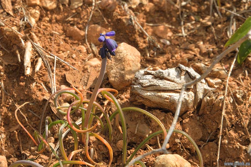 Mont Carpano, GR 51-52