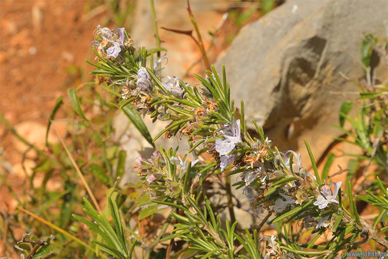 Mont Carpano, GR 51-52