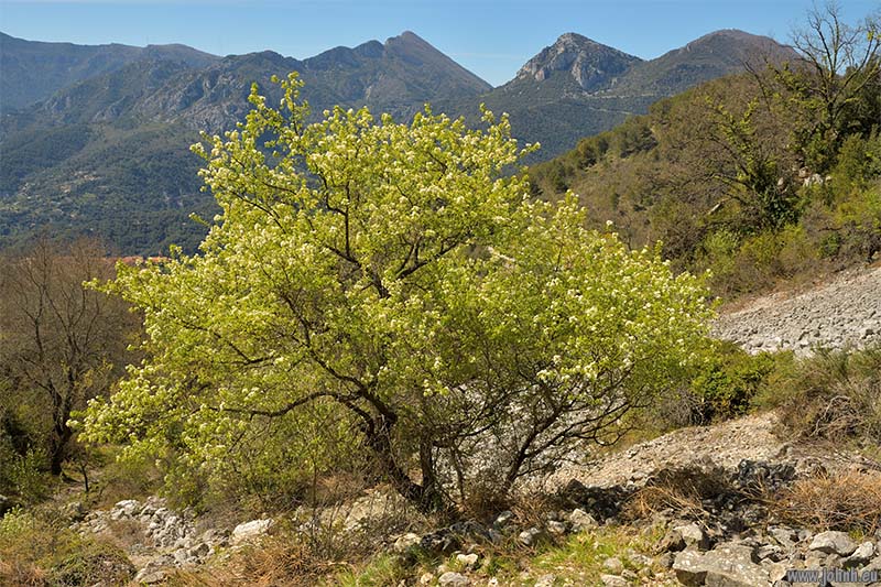 Mont Carpano, GR 51-52