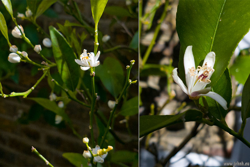 Citrus flowers