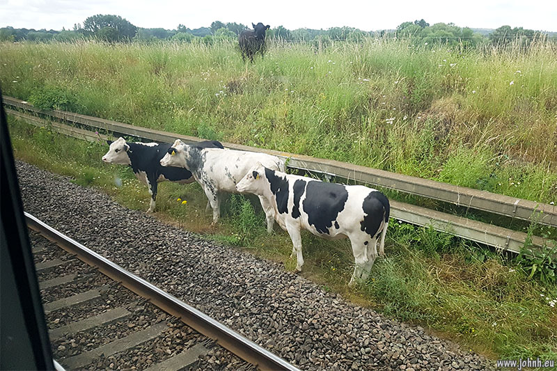 Animals on the railway