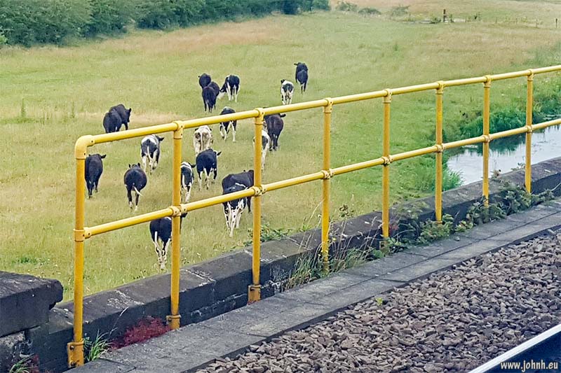 Animals on the railway