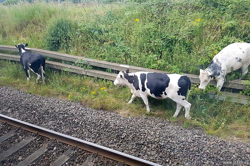 Animals on the railway