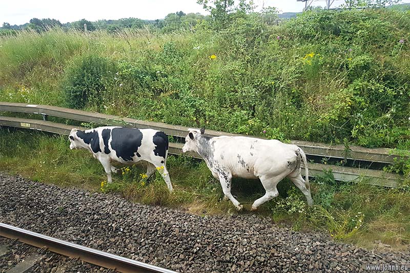 Animals on the railway