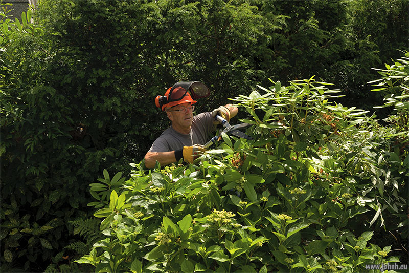 Pruning garden Rhododendrons 