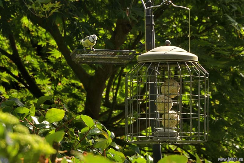Garden birds