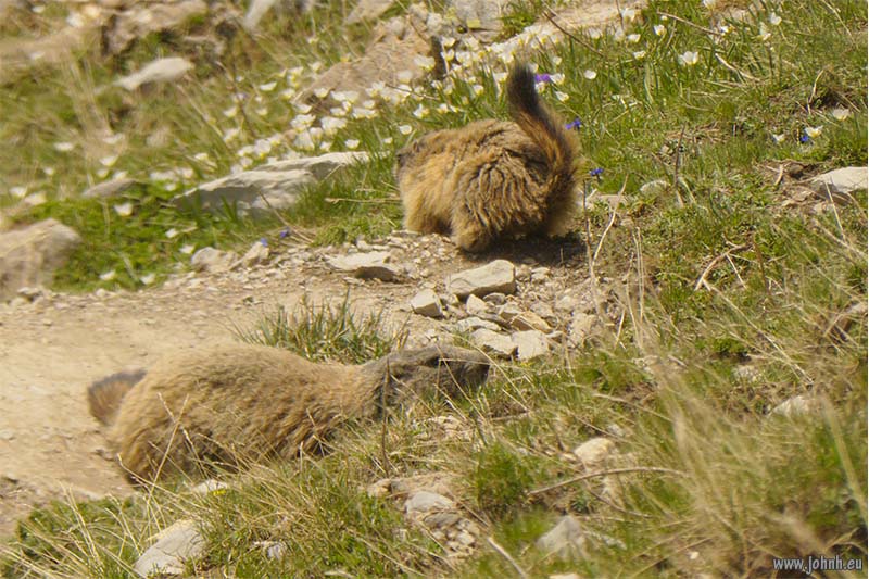 Marmottes above the Col de la Cayolle