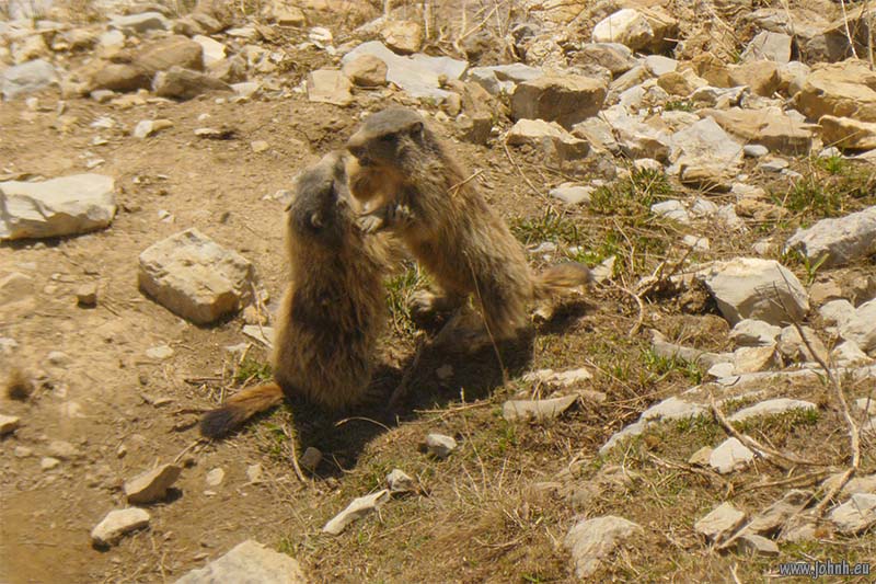 Marmottes above the Col de la Cayolle