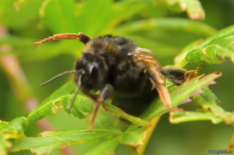 Bee in my garden in Keswick